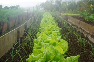 Companion planting with lettuce and scallions